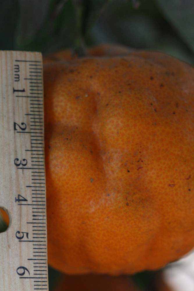            Fruit (Riverside, CA)   